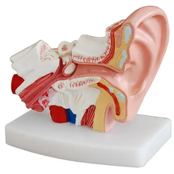 PVC 1,5 X Анатомическая Медицинска модел на човешкото ухо в реален размер, несъемная На базата На