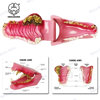 Модел кучешки зъб модел кучешки устата модел кучешки кормящего зъб модел куче кост модел кучешки зъб модел кучета патологични кухини